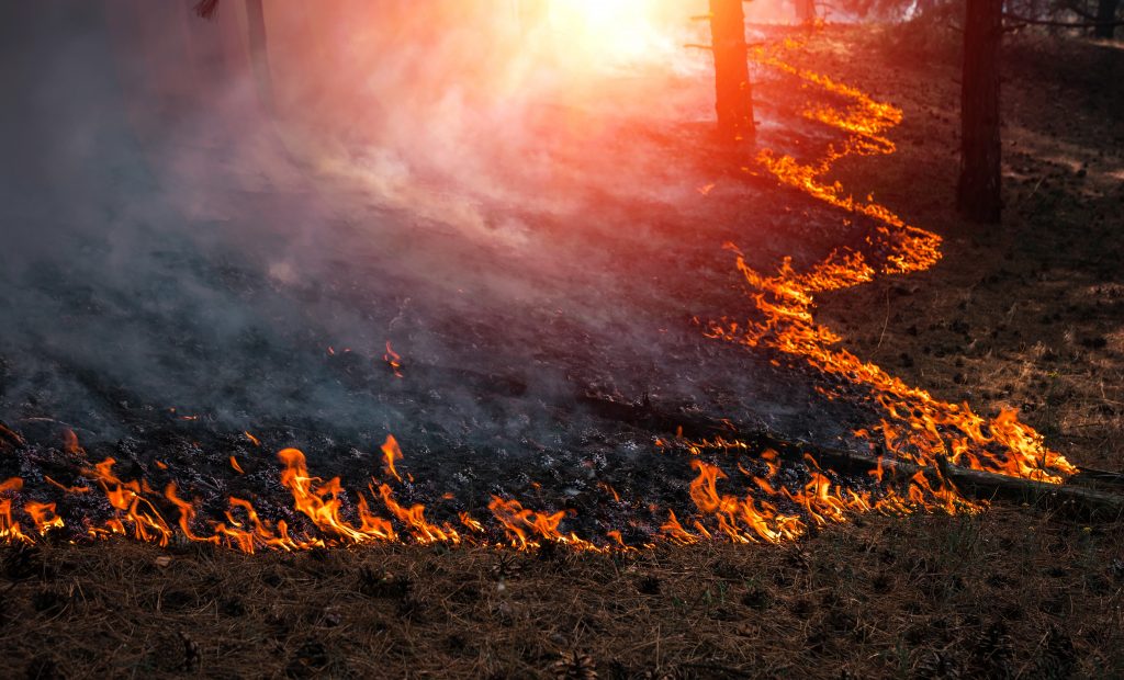 Winds, warmth and wildfire risks