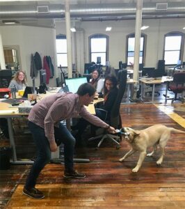 Athenium careers - dog wrestling