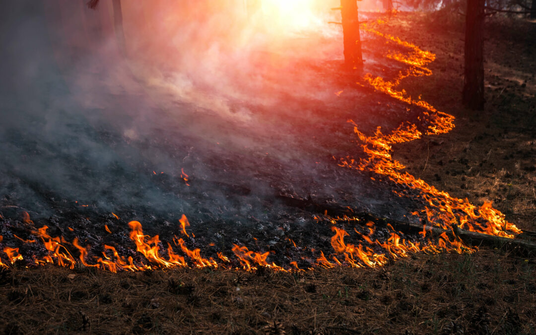 Fire drill: is your portfolio protected from wildfire risks?